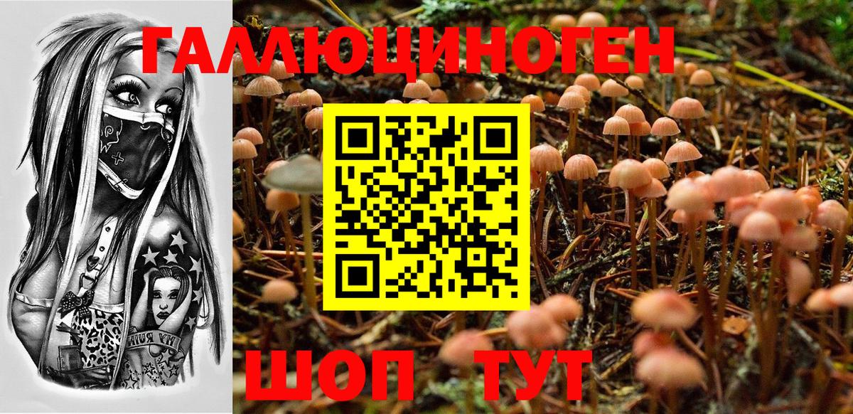 Галлюциногенные грибы Psilocybe Киров